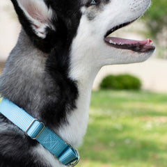 Country Brook Petz heavy-duty nylon webbing combines durability with soft feel.