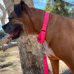 Country Brook Petz martingale collar nickel hardware with a shiny finish.