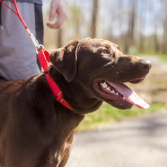 Country Brook Petz martingale collar nickel hardware shines for reliable strength
