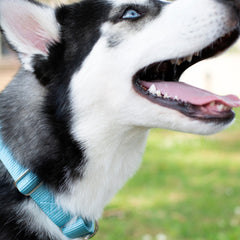 Country Brook Petz martingale collar no-buckle design aids escape prevention during training.