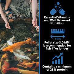 CrystalClear WheatGerm being fed to koi demonstrates simple feeding behavior