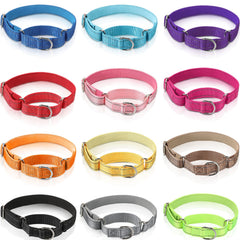 Cunno martingale collar set in packaging shows 12 color options for daily wear.