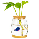 Cusnestal desktop fish bowl with clear glass and wood lid for viewing betta movement