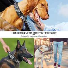 DAGANXI patches on collar for name tag or ID customization during walks.