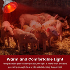 DaToo durable borosilicate glass lamp built for long-lasting use.