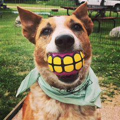Dawg Grillz squeaky floating ball boosts water play and retrieval