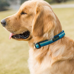 Dazzber durable collar with metal hardware ensures lasting strength.
