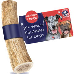 Devil Dog Elk Antler Monster 9-inch chew for durable, long-lasting sessions.