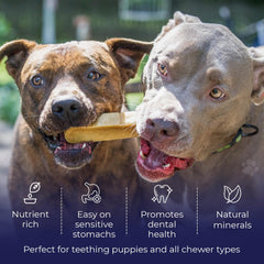 Devil Dog Pet Co Himalayan Yak Cheese Chews, close-up texture, firm chew for extended enjoyment
