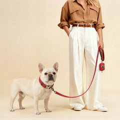 Didog adjustable collar showing secure fit for medium dogs.