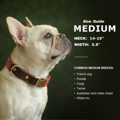 Didog brown soft PU leather collar provides a stylish everyday look for medium dogs.