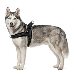 Didog front D-ring no-pull harness highlighting front-clip design for smoother walks