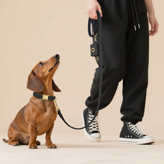 Didog lightweight collar for all-day wear and comfort