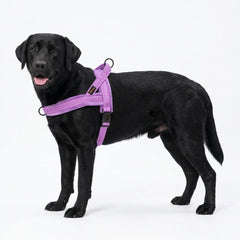Didog lightweight quick-fit dog harness ideal for easy on/off during daily walks.