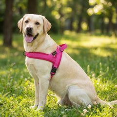 Didog No Pull harness soft mesh padding for comfort on long strolls
