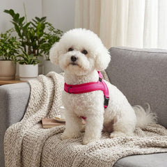 Didog No Pull No Pull harness soft mesh padding keeps tiny dogs comfortable