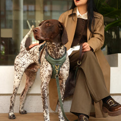 Didog PU leather harness with soft handle for gentle guiding.