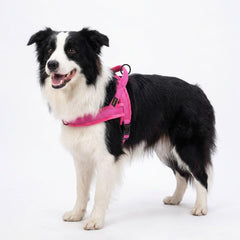 Didog harness side view highlights lightweight construction for easy daily wear.