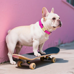 Didog soft padded collar bright pink on dog, playful style with secure quick-release.