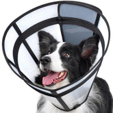 Didopet transparent recovery collar on dog highlighting clear view during healing