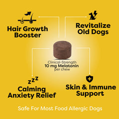 Doc Itchy senior dog chews closeup shows relaxed comfort during daily routines