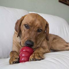 Dog chewing a KONG Snacks piece inside a Classic toy