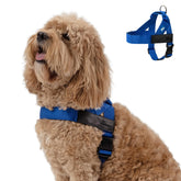 Dog Friendly Co harness with back D-ring for secure everyday walks.