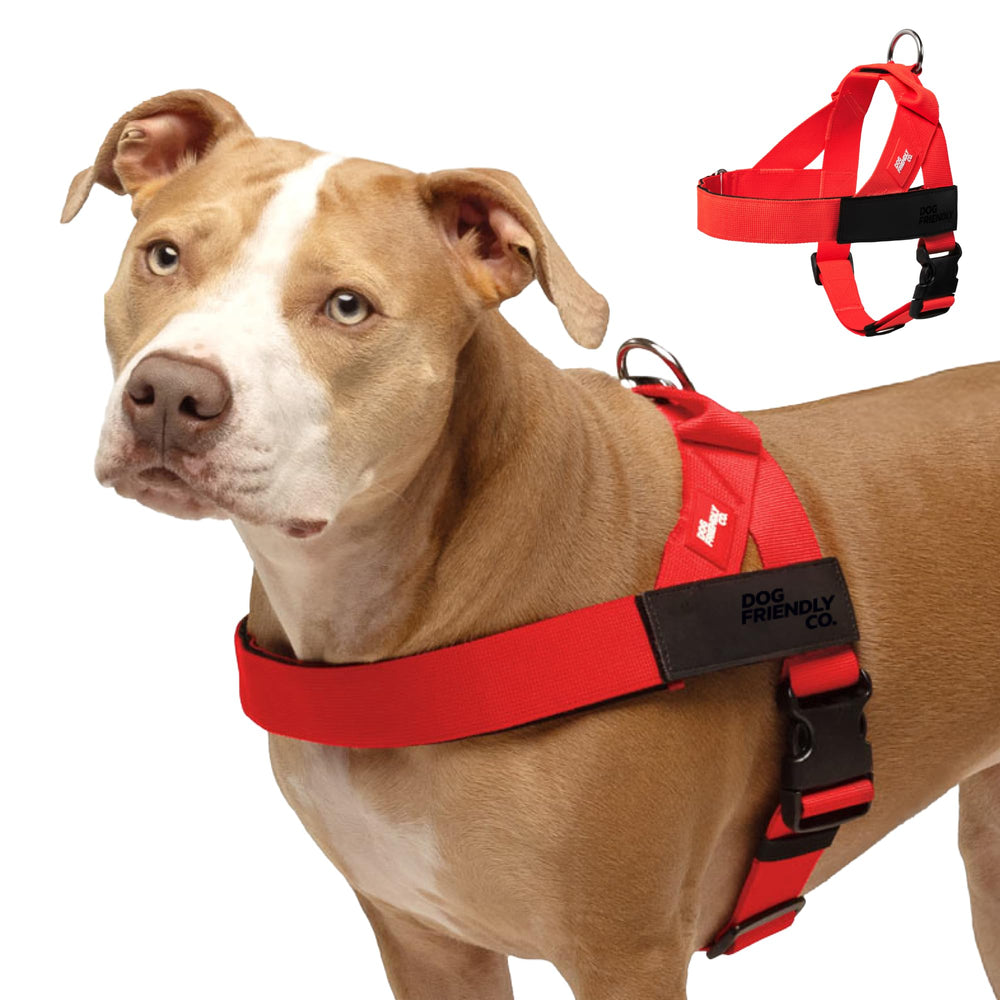 Dog Friendly Co harness back D-ring for secure everyday walks