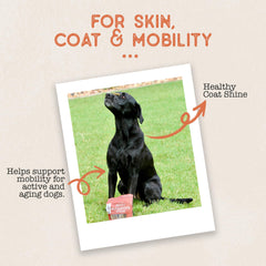Dog Treat Naturals bag-back panel detail showcases USA-made production and packaging.