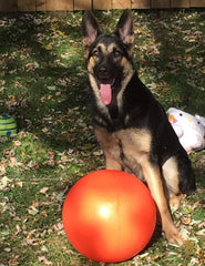 Doggie Dooley 14-inch ball floating on water, ideal for pool or lake play