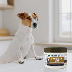 Fine Dogzymes Probiotic Max powder texture ready to mix into meals.