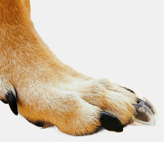Dr. McHenry's Dog Toe Treads adhesive-application provides discreet indoor traction