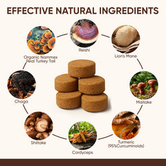 DXWXH ingredient spotlight showing turkey tail and chaga in mix