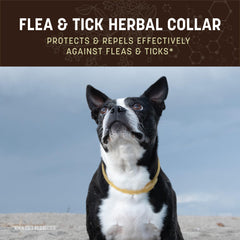 Closeup of collar showing cedarwood and mint essential oil scent