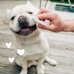 Earthbath eye wipes for dogs and cats, convenient use during grooming.