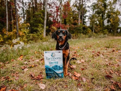 Earthborn Holistic Venture Pumpkin kibble aids digestion with probiotics