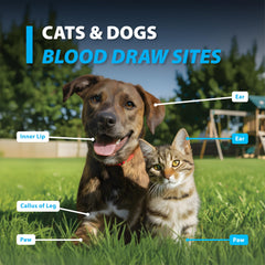 Pet owner applying Easy Touch strips to dog at home.