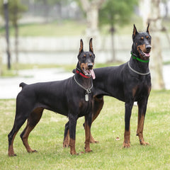 Educator PE-090 two-dog expansion demonstrates seamless remote control across dogs.