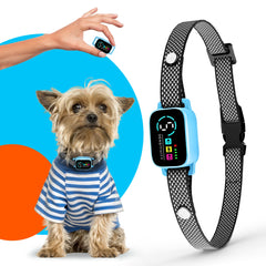 ELECANE bark collar on a small dog during a calm daytime walk