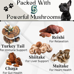 Electric Elixir mushroom blend supports digestion and gut balance for dogs.