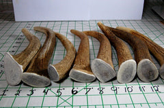 Antler chew with sanded edges for indoor use
