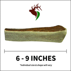 Elkhorn Premium Chews inner marrow access close-up showing tasty center