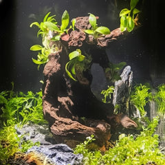 emours driftwood centrepiece adds natural texture and striking focal point