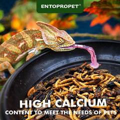 Entopropet medley in bowl highlighting high calcium and protein support for bearded dragons.