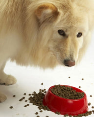 Evanger's grain-free recipe provides a novel protein option without corn, wheat, or soy.