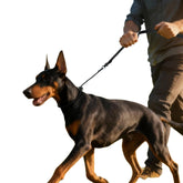 EverKing No-Pull Slip Leash 6ft with metal buckle for controlled, comfortable walks.