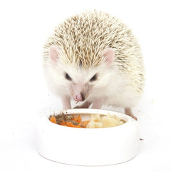 Exotic Nutrition Hedgehog Treat Variety Pack ingredients close-up highlighting protein-rich insects