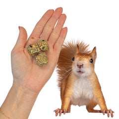 Exotic Nutrition Squirrel Beneficial Blocks aiding dental exercise