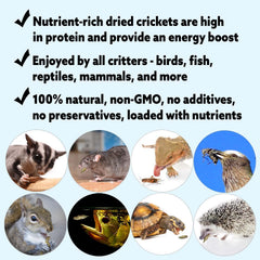 Exotic Nutrition sun-dried crickets preserving nutrients for long shelf life.