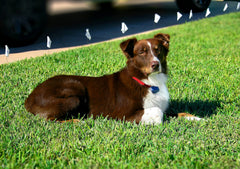 Extreme Dog Fence Active Collar is waterproof and submersible up to 10 ft.